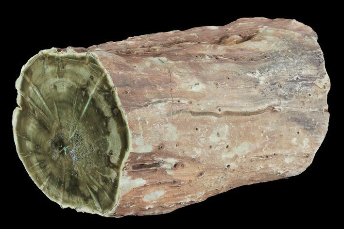 Triassic Woodworthia Petrified Log - Zimbabwe #74064